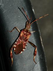 (2) Die Amerikanische Kiefernzapfenwanze (Leptoglossus occidentalis) ...