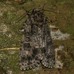 (2) Die Ampfer-Rindeneule (Acronicta rumicis)