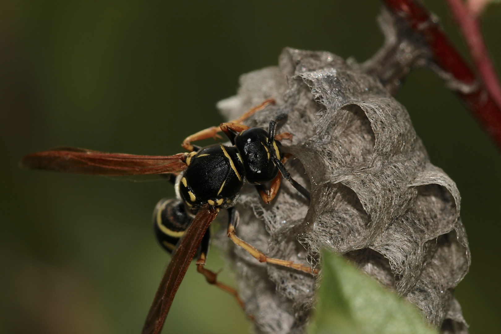 (2) Die Berg-Feldwespe (Polistes biglumis)