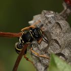 (2) Die Berg-Feldwespe (Polistes biglumis)