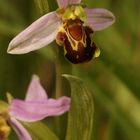 (2) Die BIENENRAGWURZ (kurz "BIENE") - OPHRYS APIFERA ...