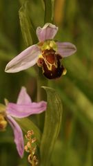 (2) Die BIENENRAGWURZ (kurz "BIENE") - OPHRYS APIFERA ...