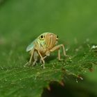 (2) Die Binsenschmuckzikade (Cicadella viridis)