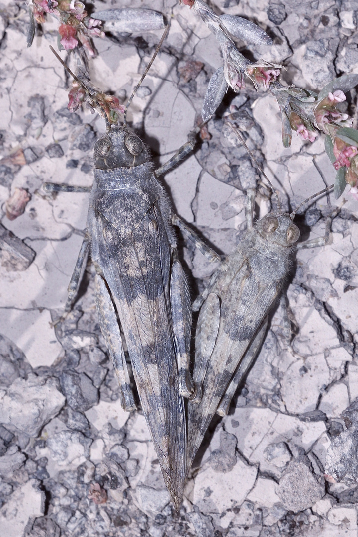 (2) Die Blauflügelige Sandschrecke (Sphingonotus caerulans) ...