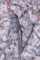 (2) Die Blauflügelige Sandschrecke (Sphingonotus caerulans) ...