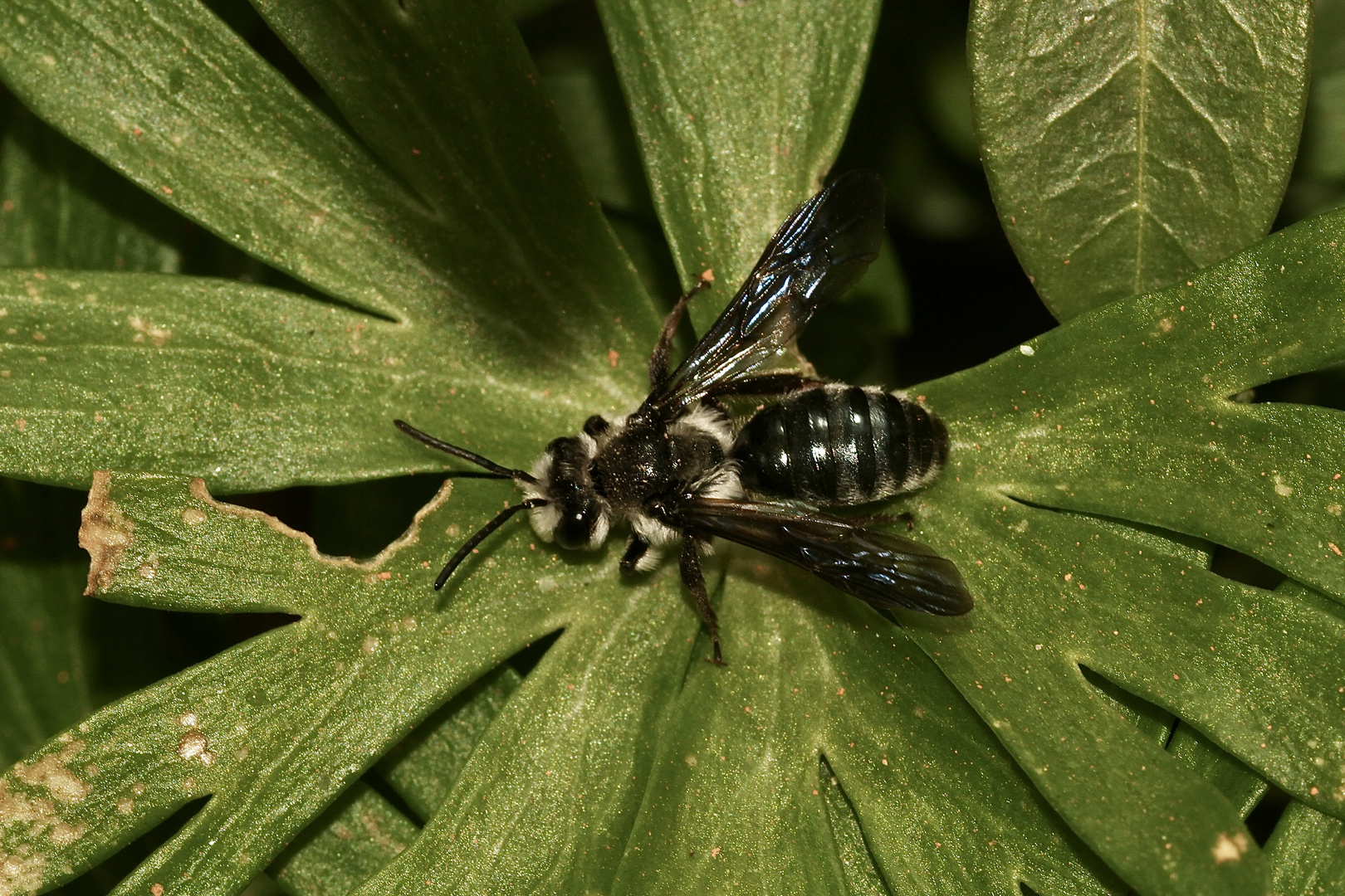 (2) Die Blauschillernde Sandbiene (Andrena agilissima) ist wieder da!