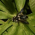 (2) Die Blauschillernde Sandbiene (Andrena agilissima) ist wieder da!