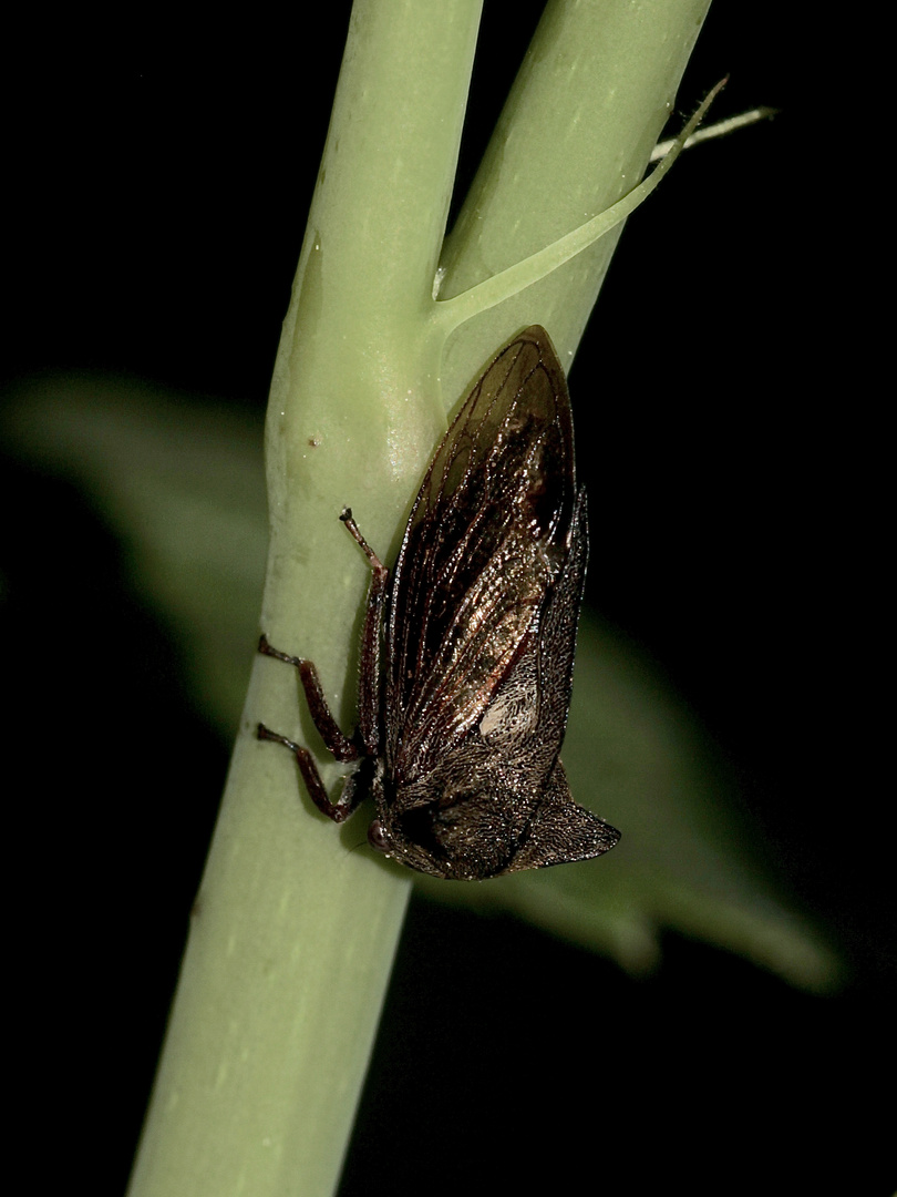 (2) Die Buckelzirpe oder Dornzikade (Centrotus cornutus) - ...