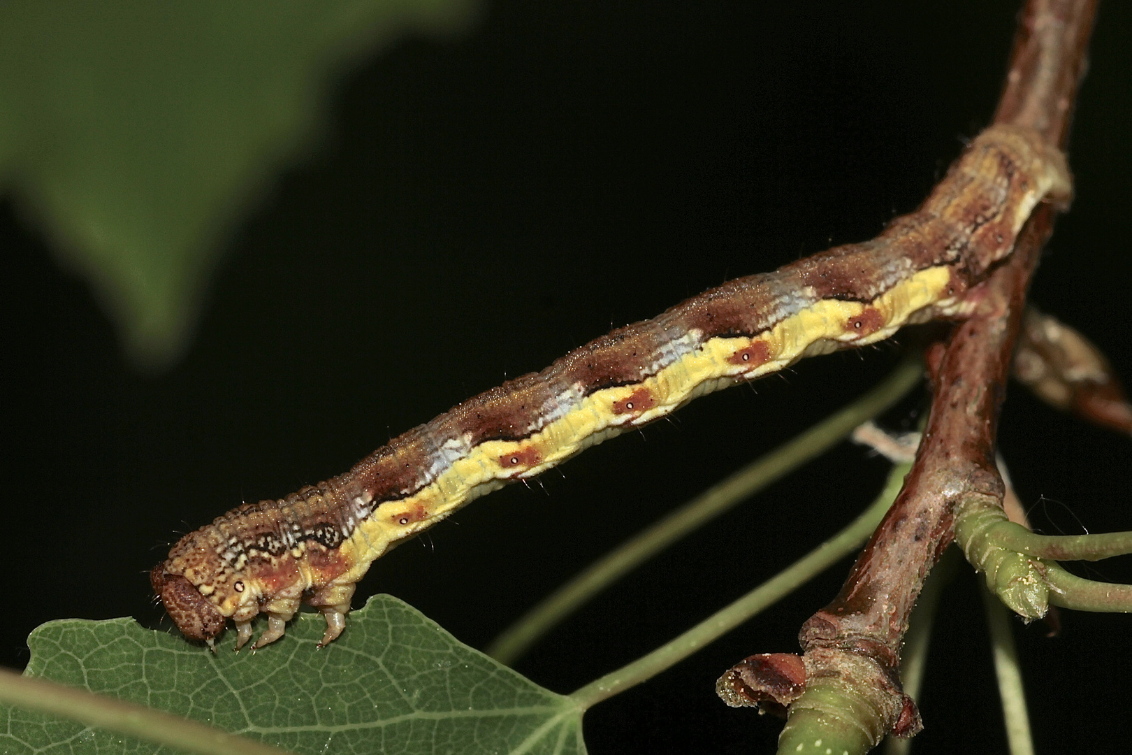 (2) Die bunte Raupe des Großen Frostspanners (Erannis defoliaria)