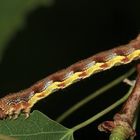 (2) Die bunte Raupe des Großen Frostspanners (Erannis defoliaria)