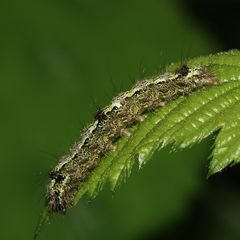 (2) Die ca. 2,5 cm lange Raupe des Nadelwald-Flechtenbärchens (Eilema depressa) ...