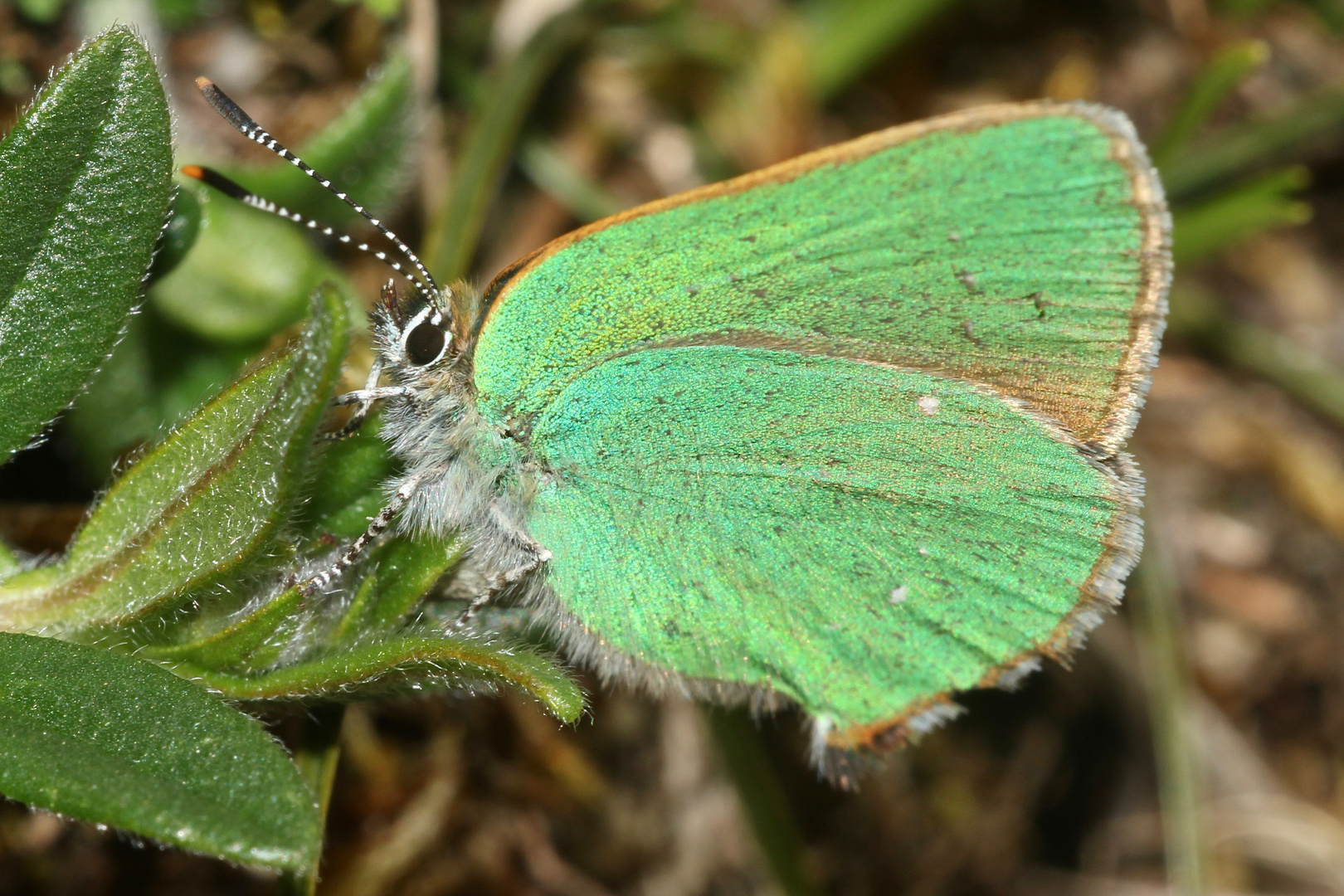 (2) Die Eiablage des Grünen Zipfelfalters (Callophrys rubi) ...