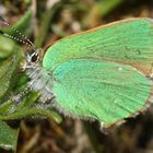 (2) Die Eiablage des Grünen Zipfelfalters (Callophrys rubi) ...