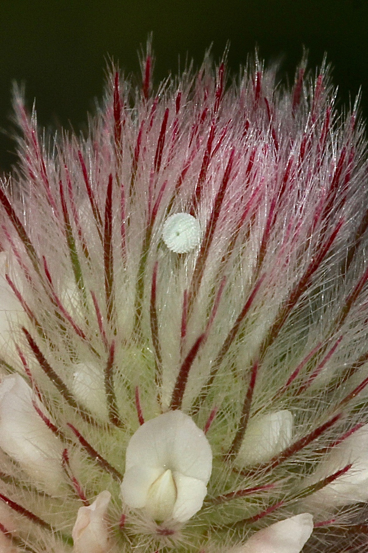 (2) Die Eiablage des Hauhechelbläulings (Polyommatus icarus)