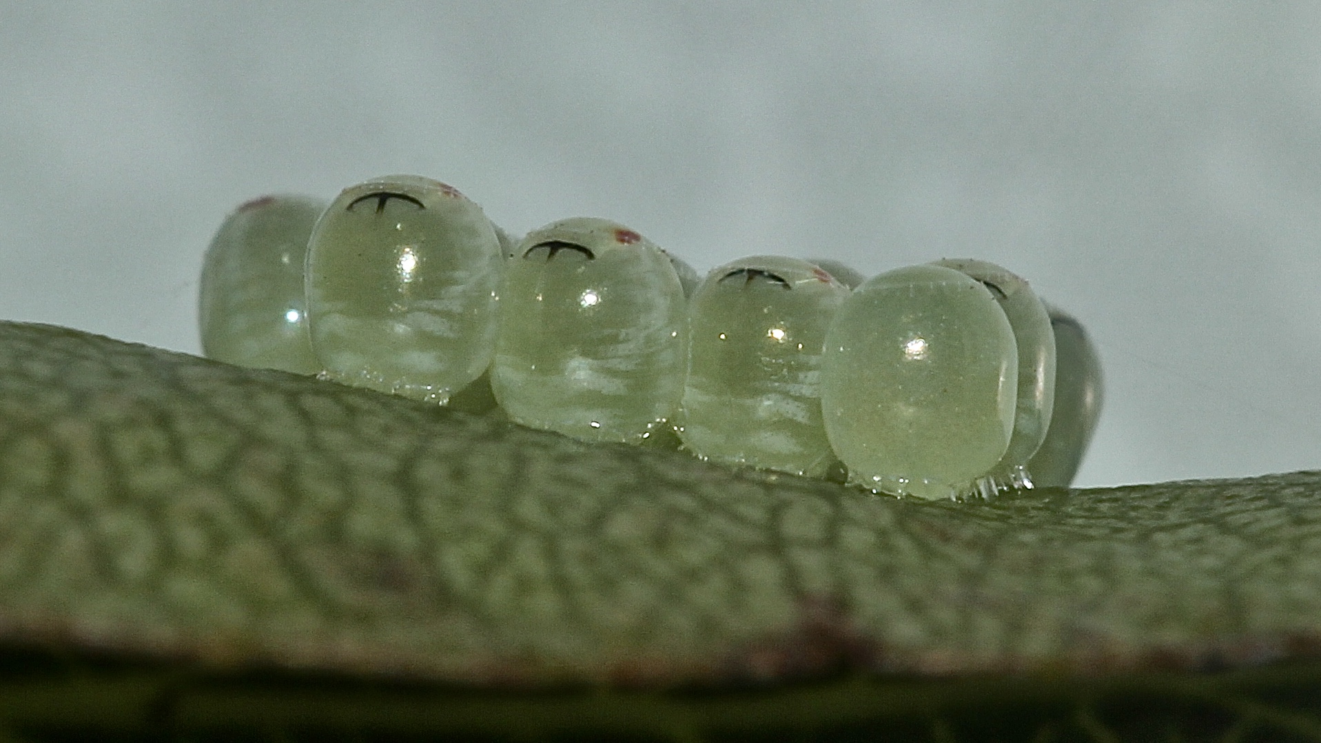 (2) Die Entwicklung der Rotbeinigen Baumwanze (Pentatoma rufipes)