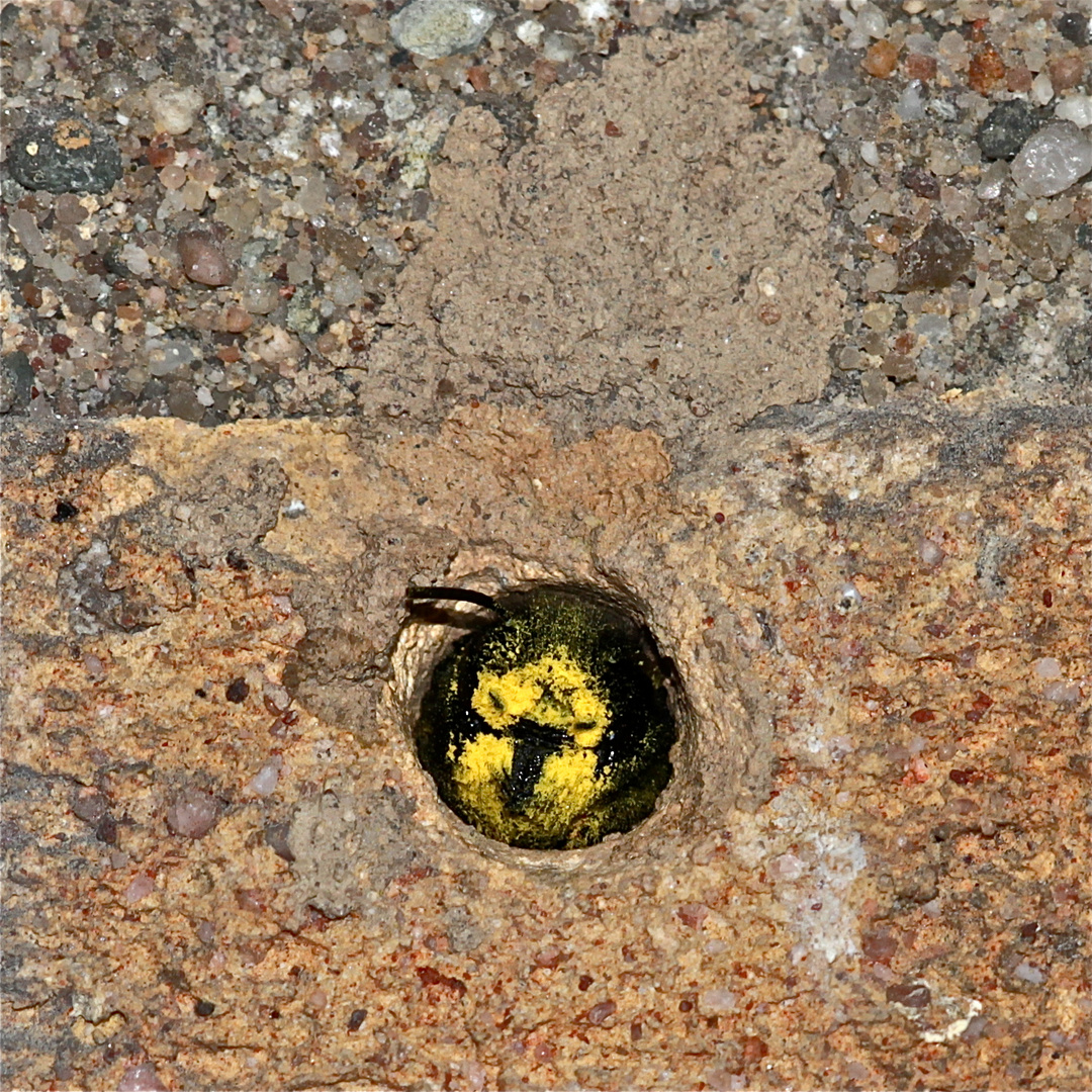 (2) Die erste Gehörnte Mauerbiene (Osmia cornuta) im Garten habe ich heute . . .