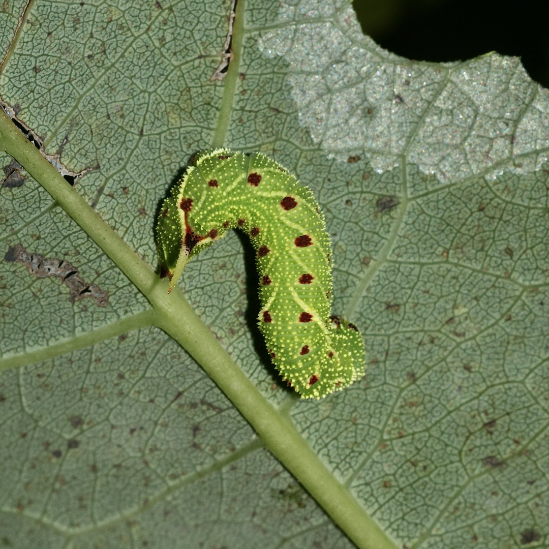 (2) Die etwa 2,5 cm lange Raupe des Pappelschwärmers (Laothoe populi)