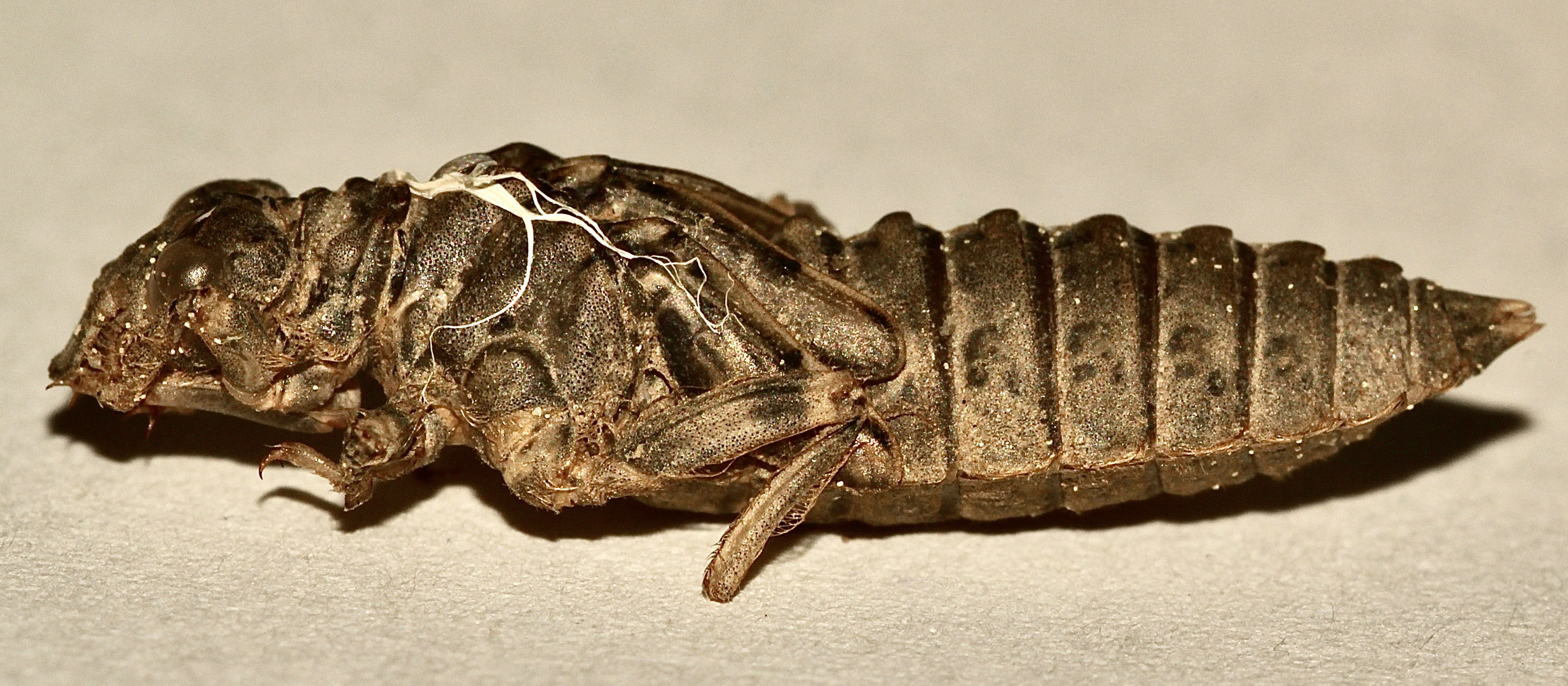 (2) Die Exuvie (Larvenhülle) der Kleinen Zangenlibelle (Onychogomphus forcipatus) - ...