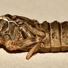 (2) Die Exuvie (Larvenhülle) der Kleinen Zangenlibelle (Onychogomphus forcipatus) - ...