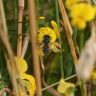 (2) Die FILZZAHN-BLATTSCHNEIDERBIENE (MEGACHILE PILIDENS)