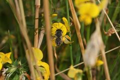 (2) Die FILZZAHN-BLATTSCHNEIDERBIENE (MEGACHILE PILIDENS)