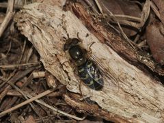 (2) Die Frühe Breitstirn- = Großstirn-Schwebfliege (Scaeva selenitica)