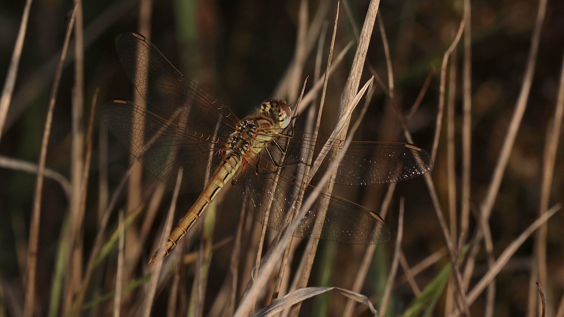 (2) Die Frühe Heidelibelle (Sympetrum fonscolombii)