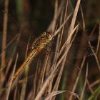 (2) Die Frühe Heidelibelle (Sympetrum fonscolombii)