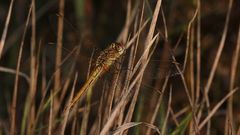 (2) Die Frühe Heidelibelle (Sympetrum fonscolombii)