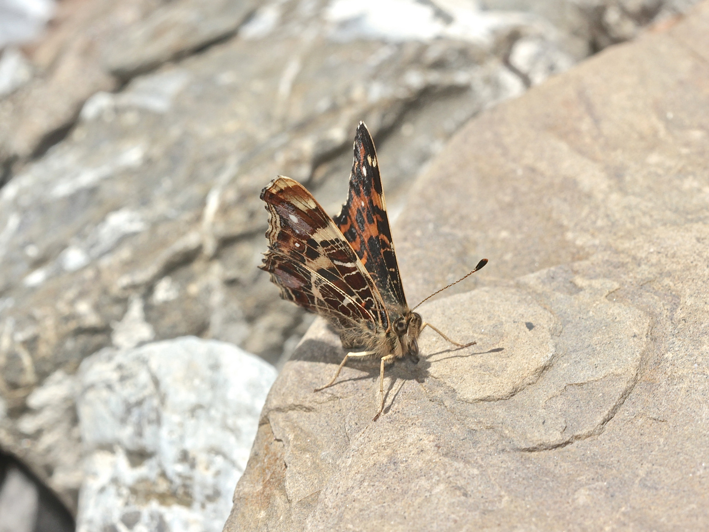 (2) Die Frühjahrsform des Landkärtchens (Araschnia levana f. levana), Unterseite