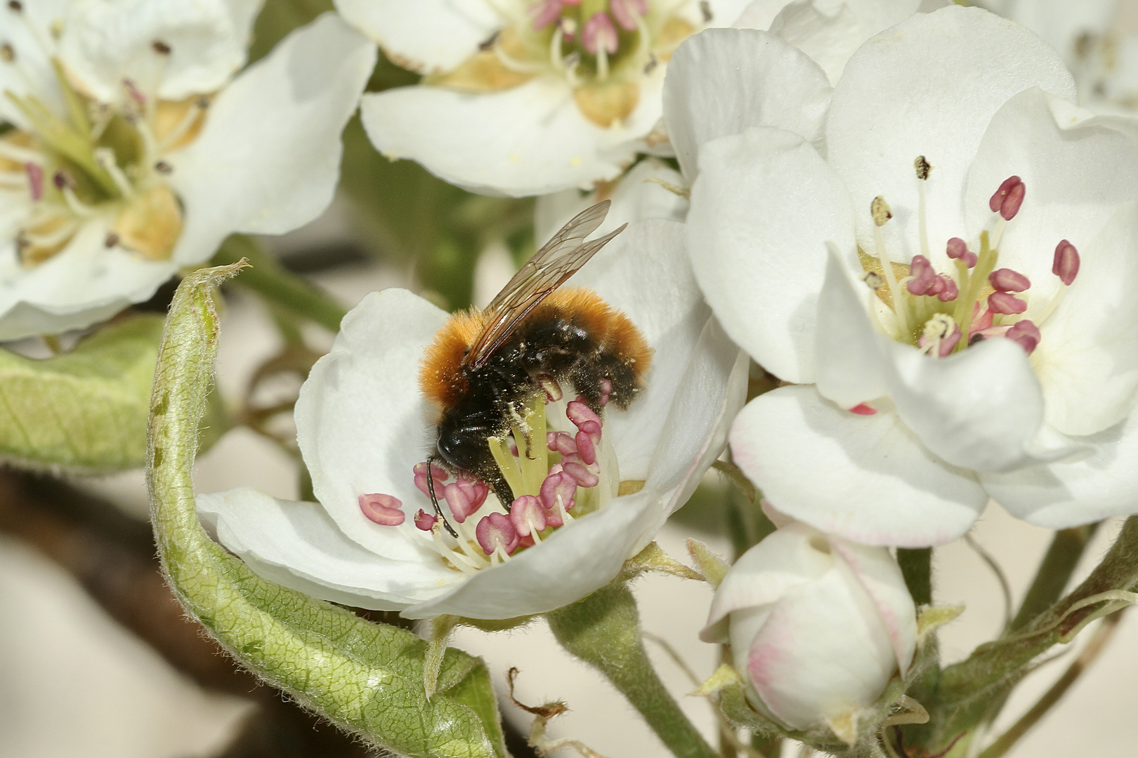 (2) Die Fuchsrote Sandbiene, unser "Füchschen" (Andrena fulva)