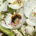 (2) Die Fuchsrote Sandbiene, unser "Füchschen" (Andrena fulva)