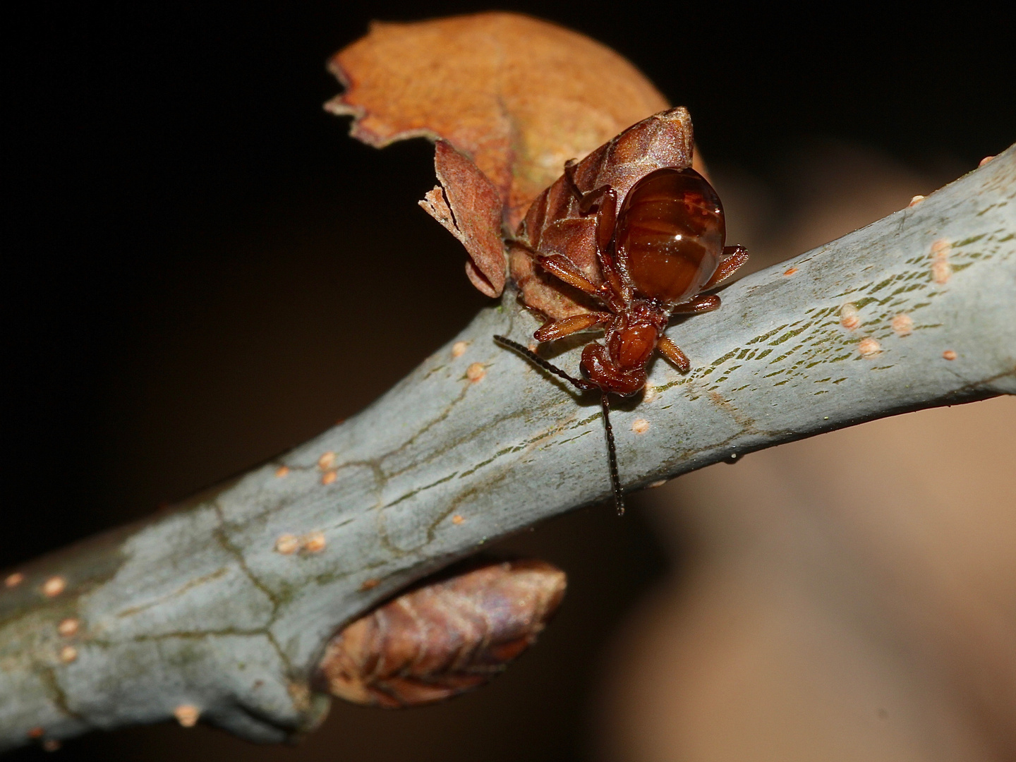 (2) Die Gallwespe BIORHIZA PALLIDA, (Eichen-)Schwammgallwespe