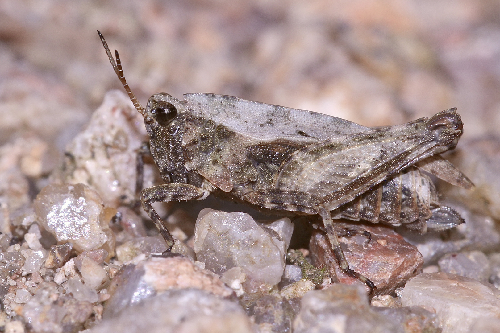 (2) Die Gemeine Dornschrecke (Tetrix undulata) ...