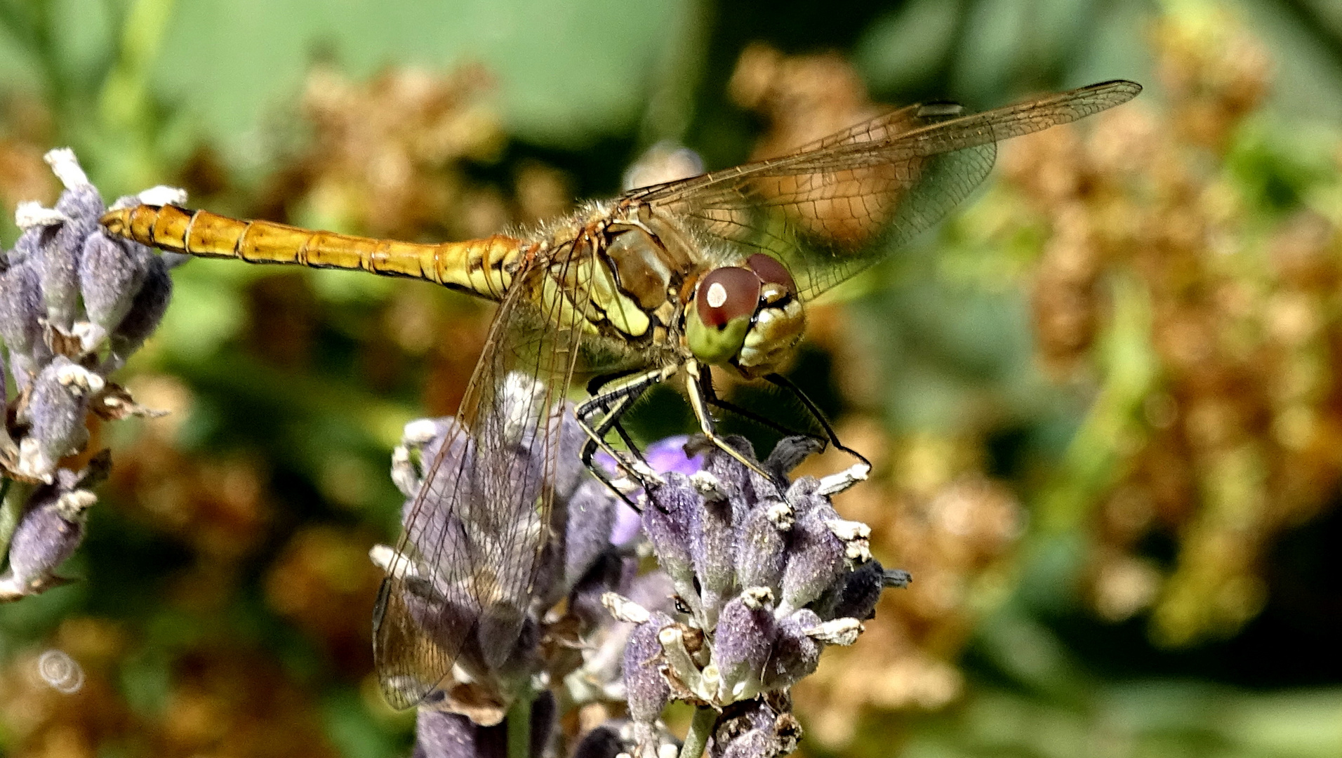 (2) Die Gemeine Heidelibelle (Sympetrum vulgatum)...