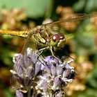 (2) Die Gemeine Heidelibelle (Sympetrum vulgatum)...