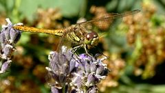 (2) Die Gemeine Heidelibelle (Sympetrum vulgatum)...