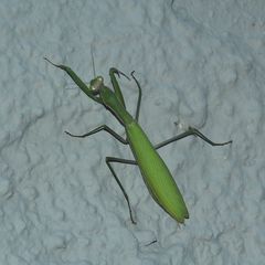 (2) Die Gemeine oder Europäische GOTTESANBETERIN (Mantis religiosa)