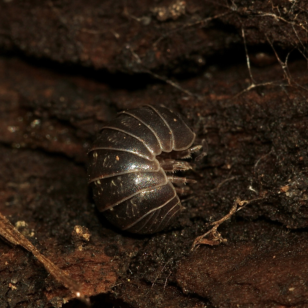 (2) Die Gemeine Rollassel (Armadillidium vulgare) ...