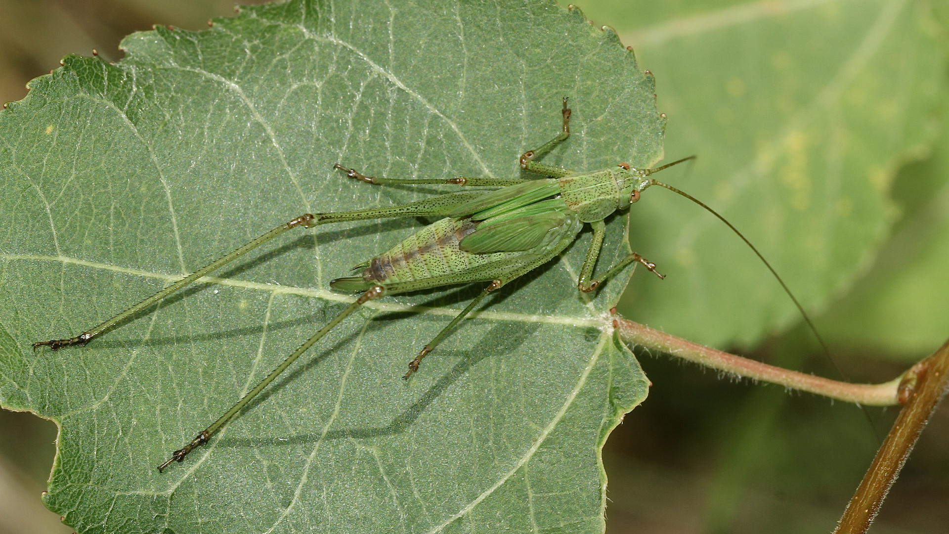 (2) Die Gemeine Sichelschrecke (Phaneroptera falcata)