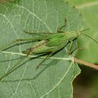 (2) Die Gemeine Sichelschrecke (Phaneroptera falcata)