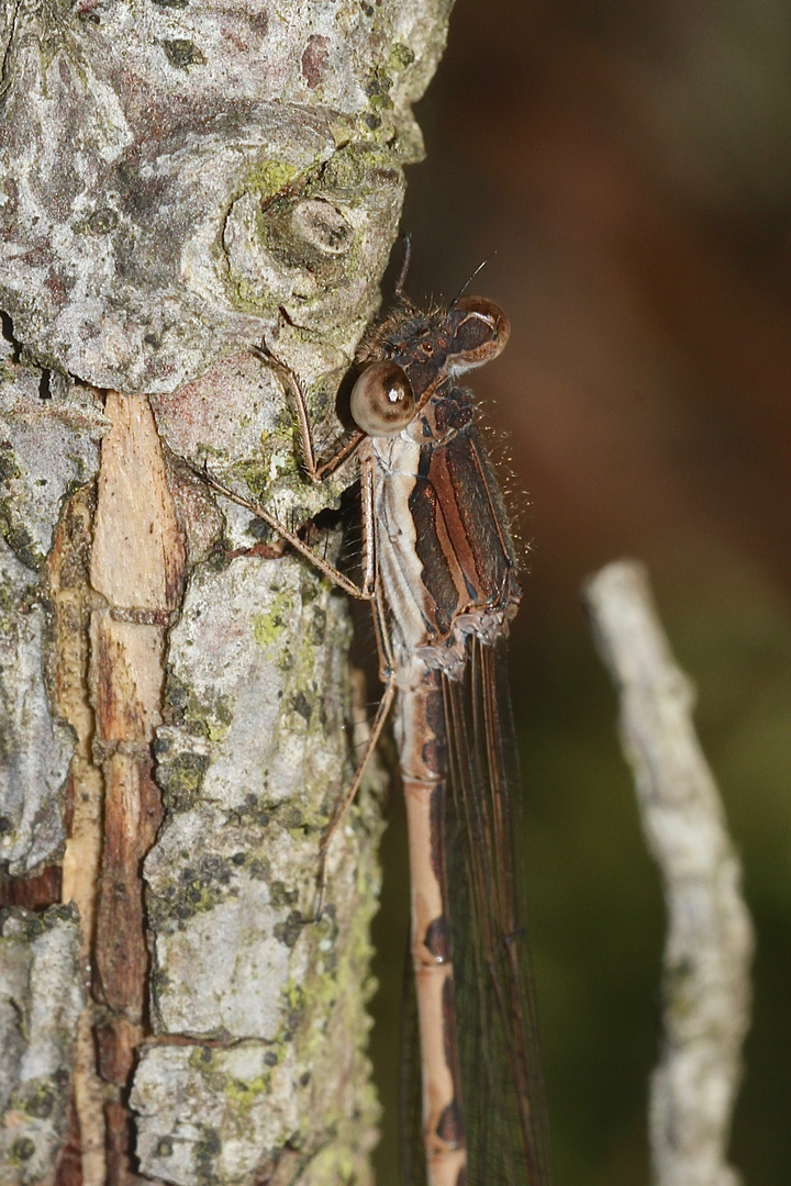 (2) Die Gemeine Winterlibelle (Sympecma fusca) vom Donnerstagsrätsel 