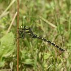 (2) Die Gestreifte Quelljungfer (Cordulegaster bidentata) - ...