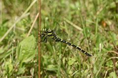 (2) Die Gestreifte Quelljungfer (Cordulegaster bidentata) - ...