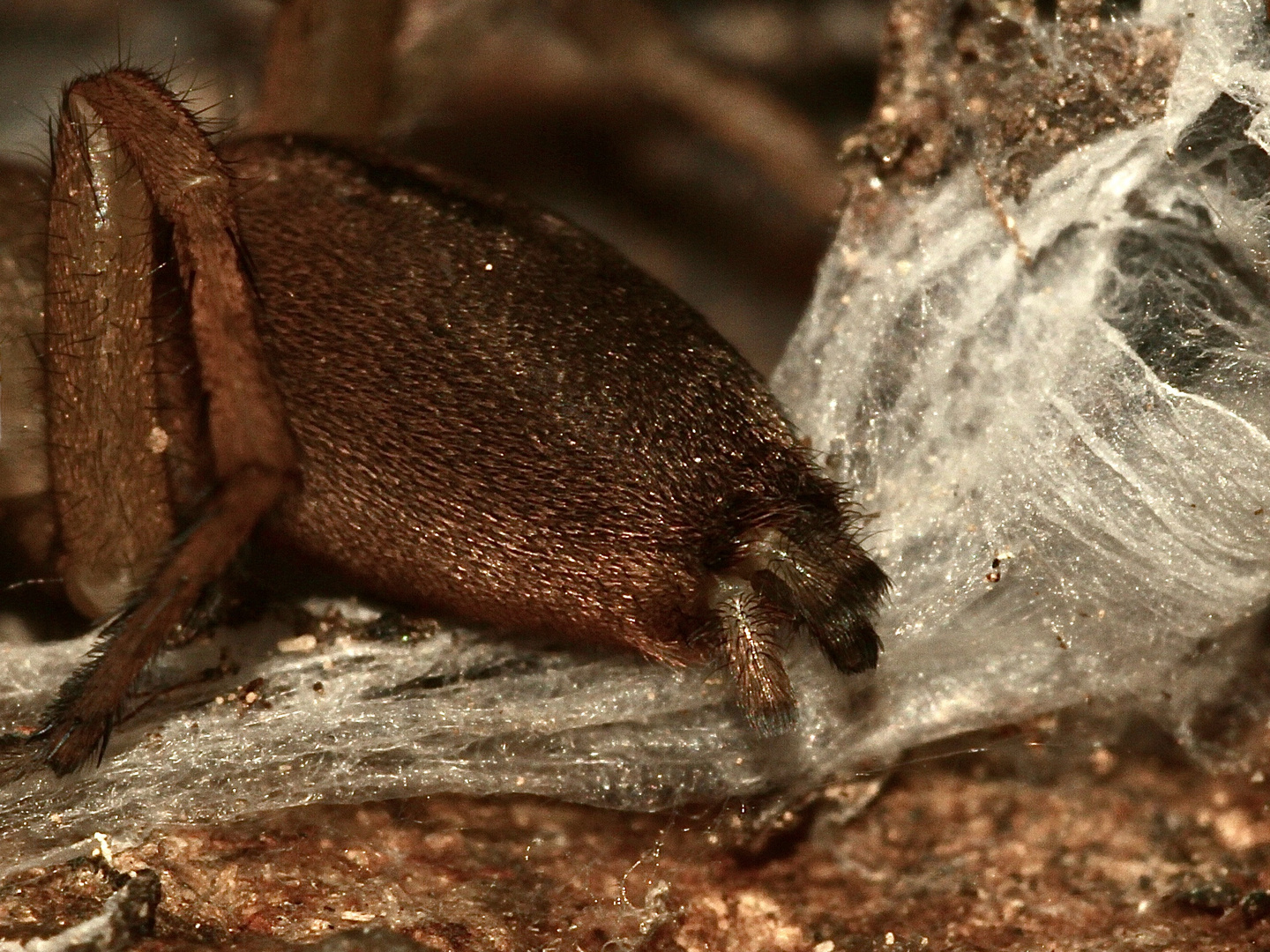 (2) Die Gewöhnliche Steinplattenspinne (Drassodes lapidosus) ...