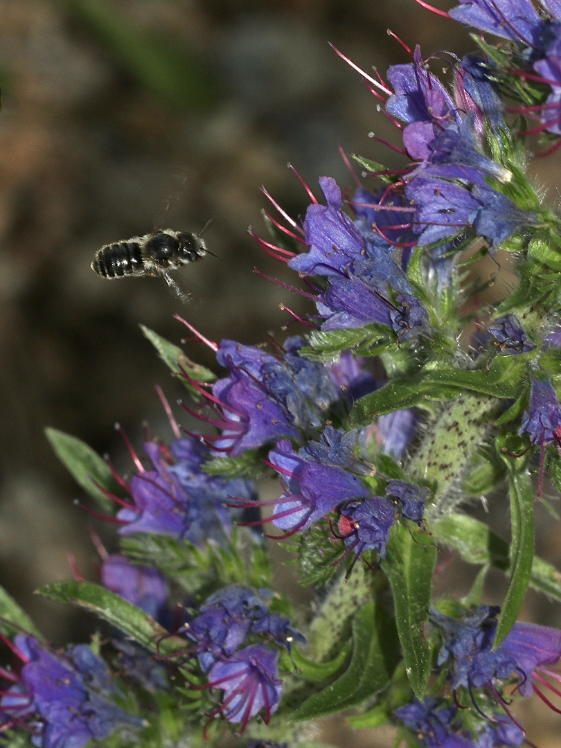 (2) Die Glänzende Natternkopf-Mauerbiene (Osmia adunca) ...