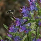 (2) Die Glänzende Natternkopf-Mauerbiene (Osmia adunca) ...