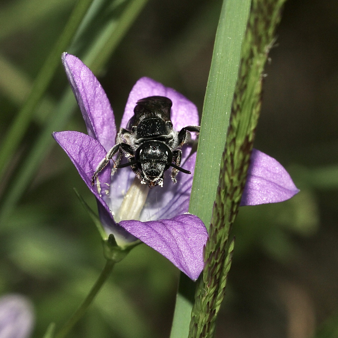 (2) Die Glockenblumen-Schmalbiene (Lasioglossum costulatum) ...