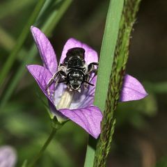 (2) Die Glockenblumen-Schmalbiene (Lasioglossum costulatum) ...