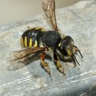 (2) Die Große = Garten-Wollbiene, Anthidium manicatum